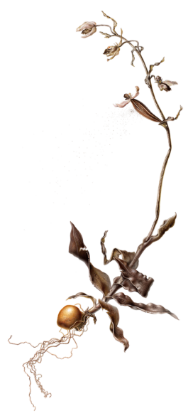 EsmeeWinkel_RootofHope 