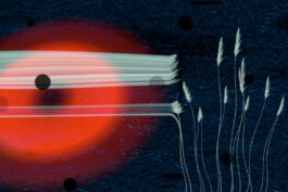 agasi voer voor vissen