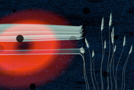 agasi voer voor vissen 