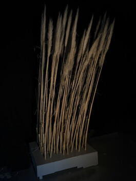 agasi Creation 1-2-3